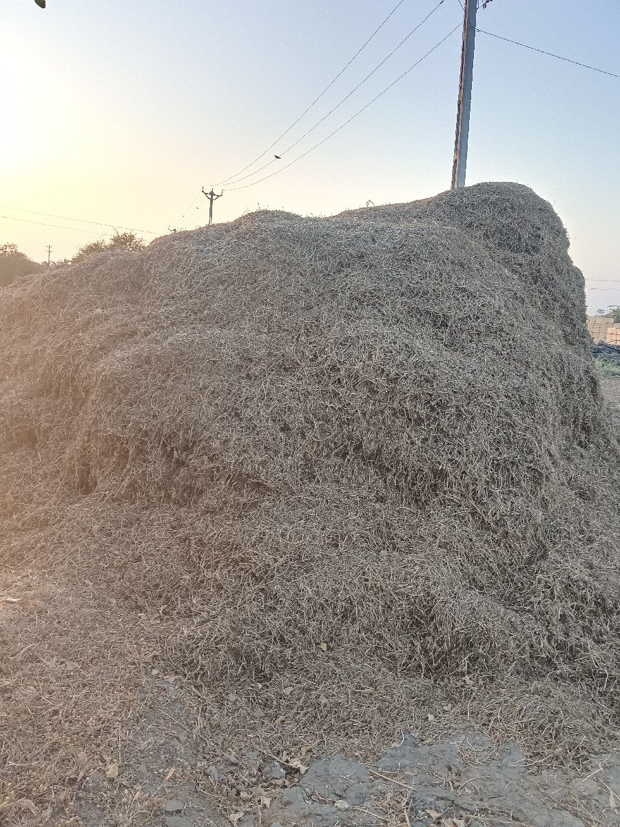 મોગોટુ