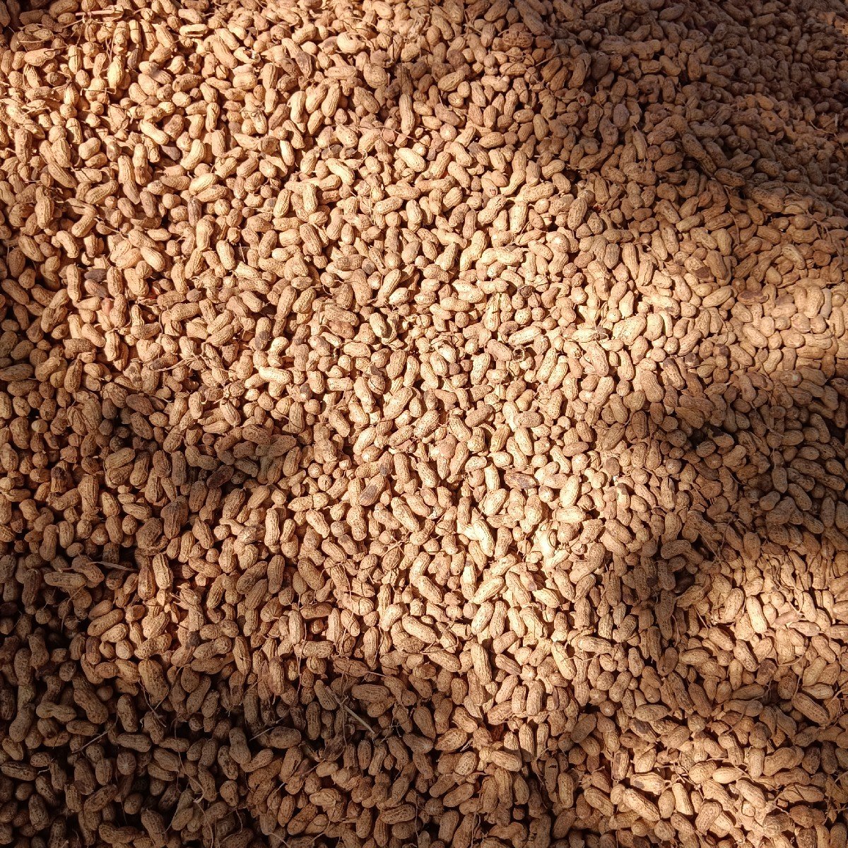 જી ._૨૦ મગફળી દેવાની સે