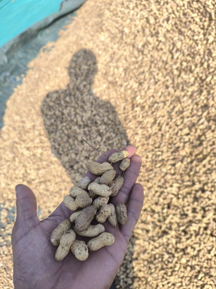 મગફળી નું બિયારણ વેચવા નું છે