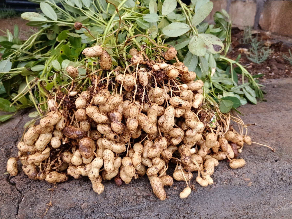 ગીરનાર 4 મગફળી વેચવા ની છે