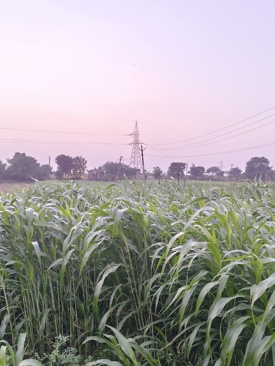 જુવાર લીલો ચારો