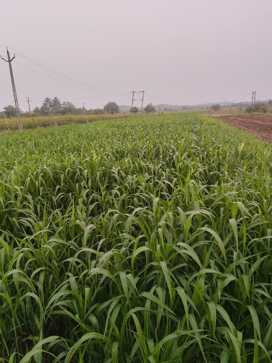 જુવાર લીલો ચારો