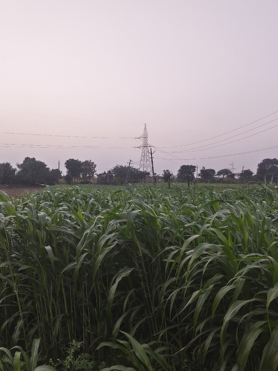 જુવાર લીલો ચારો