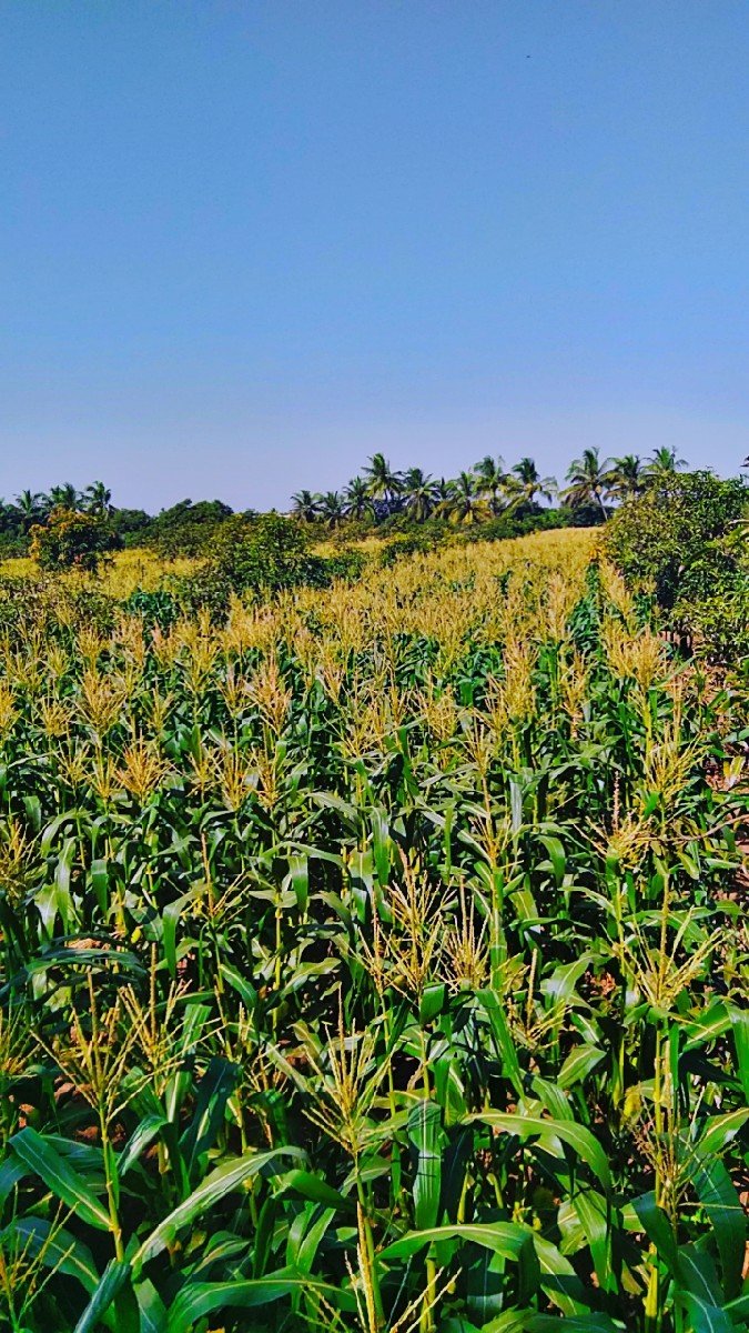 મીઠાસ