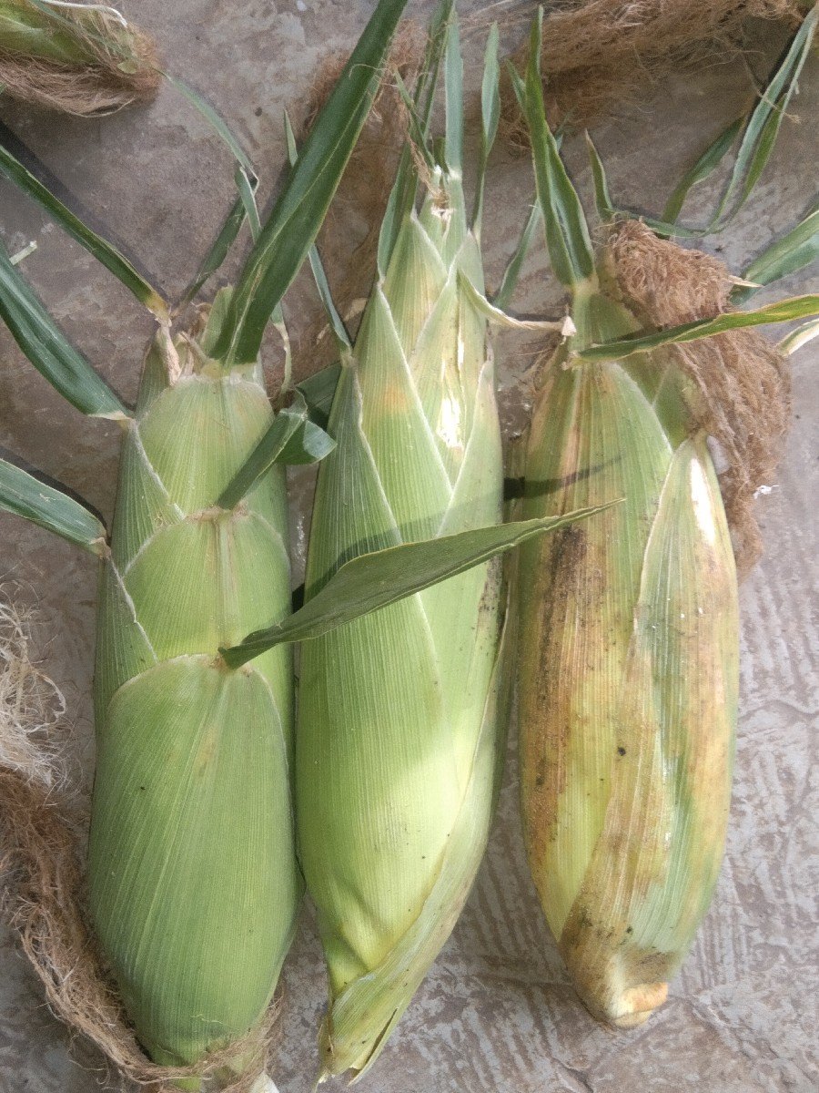 મીઠાસ