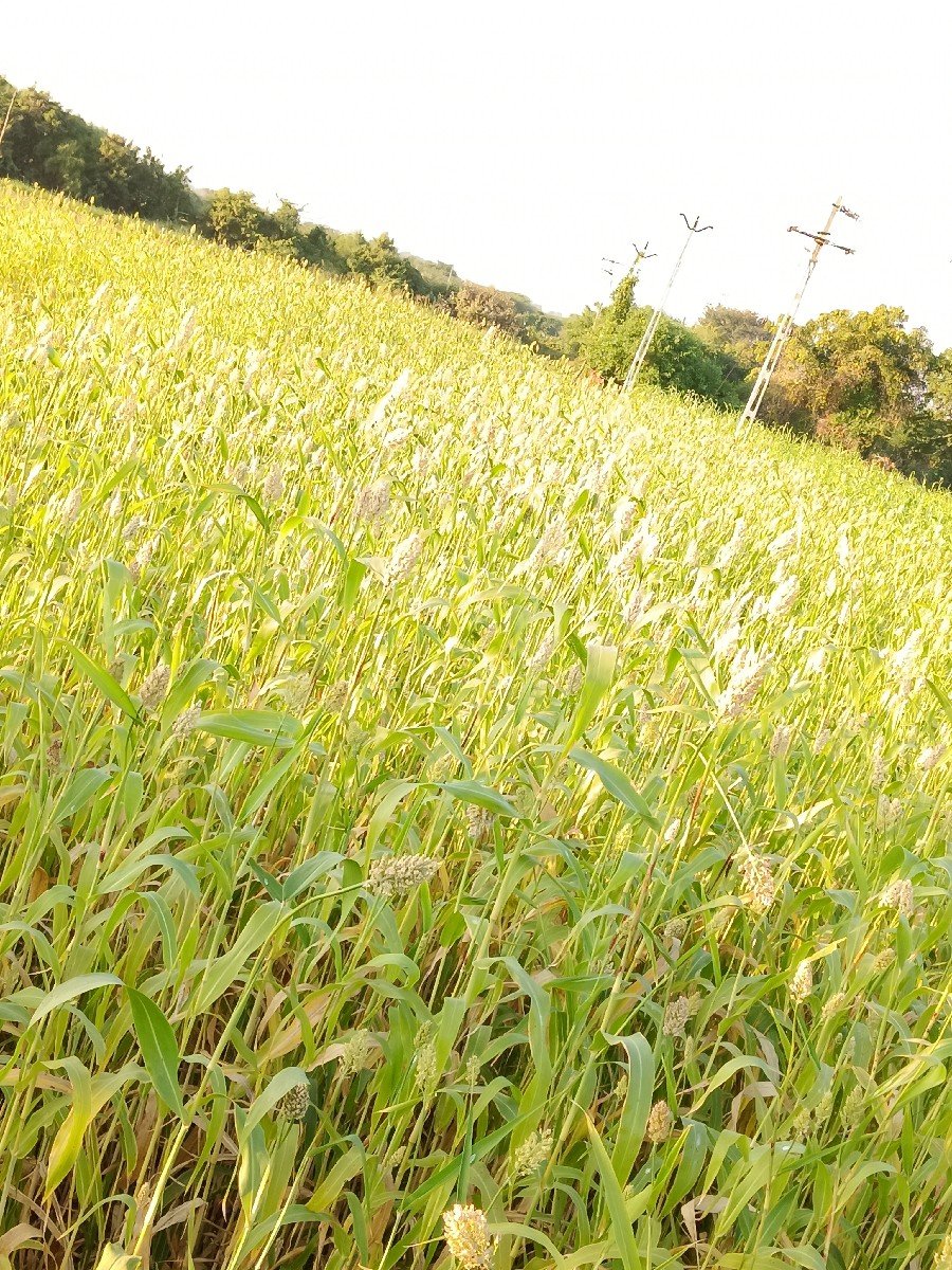 લીલી સાર વેસવા ની છે