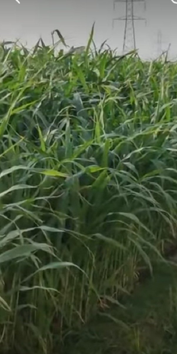 વાઢ ની જુવાર નું બિયારણ છે