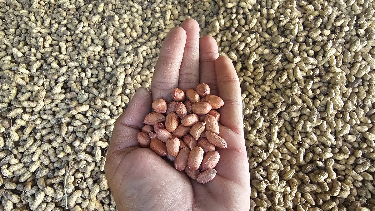 જી ૨૦ બીયારણની મગફળી વેચવાની છે