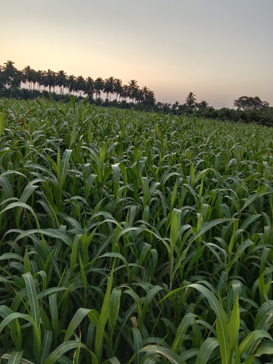 જુવાર નબર -9537319237