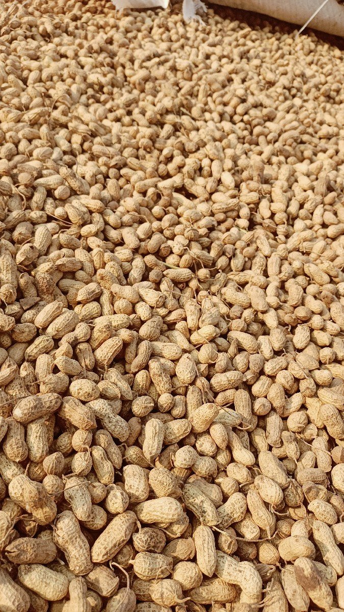 મગફળી જેવીસ  20 નબર
