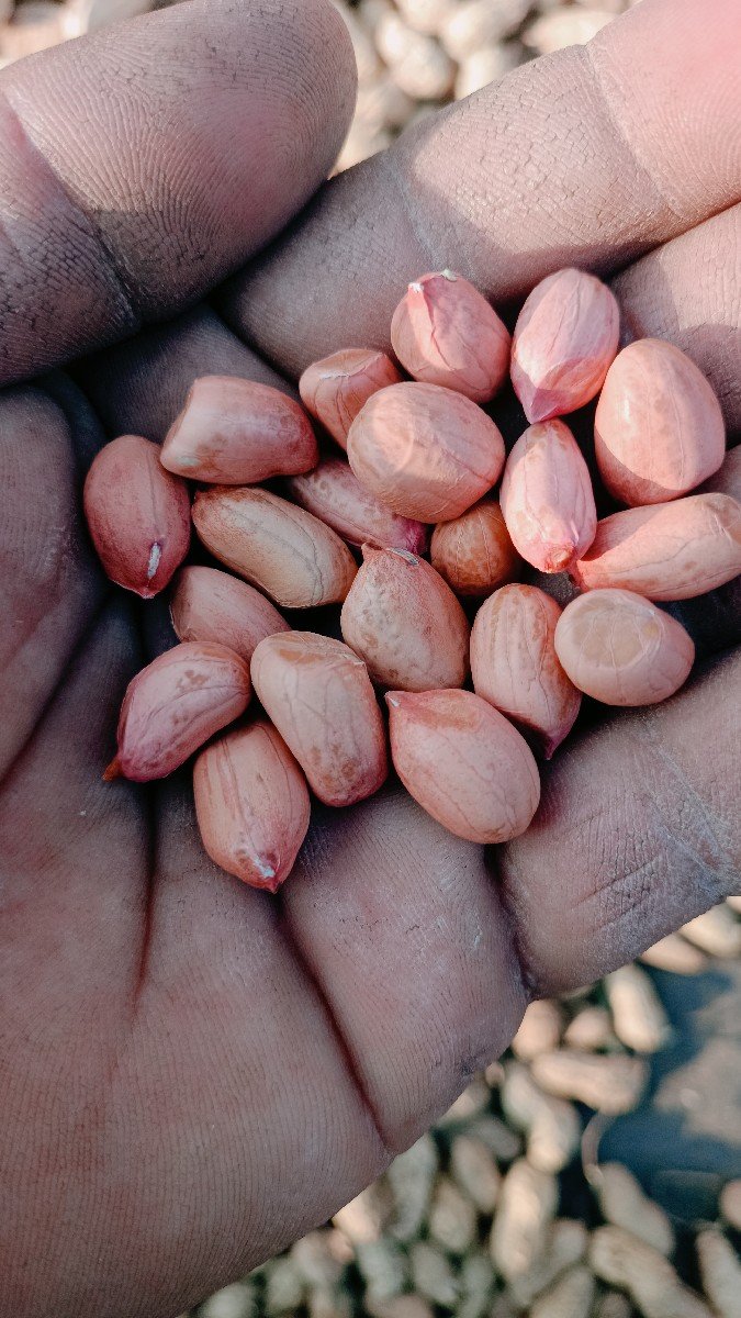 મગફળી જેવીસ  20 નબર