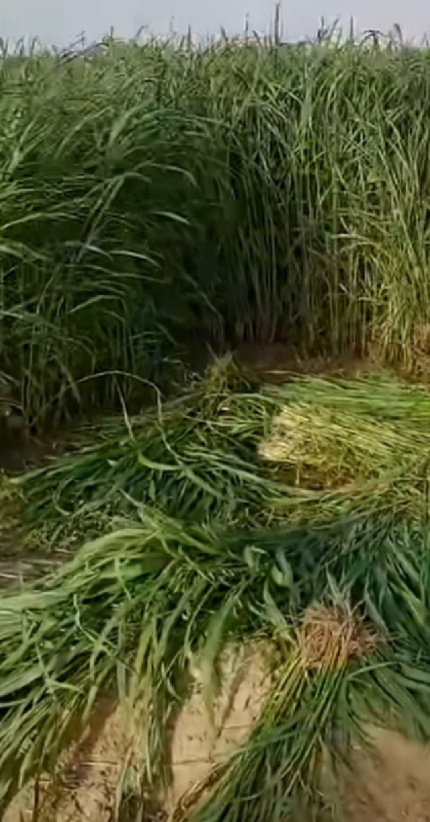 વાઢ ની જુવાર નું બિયારણ છે
