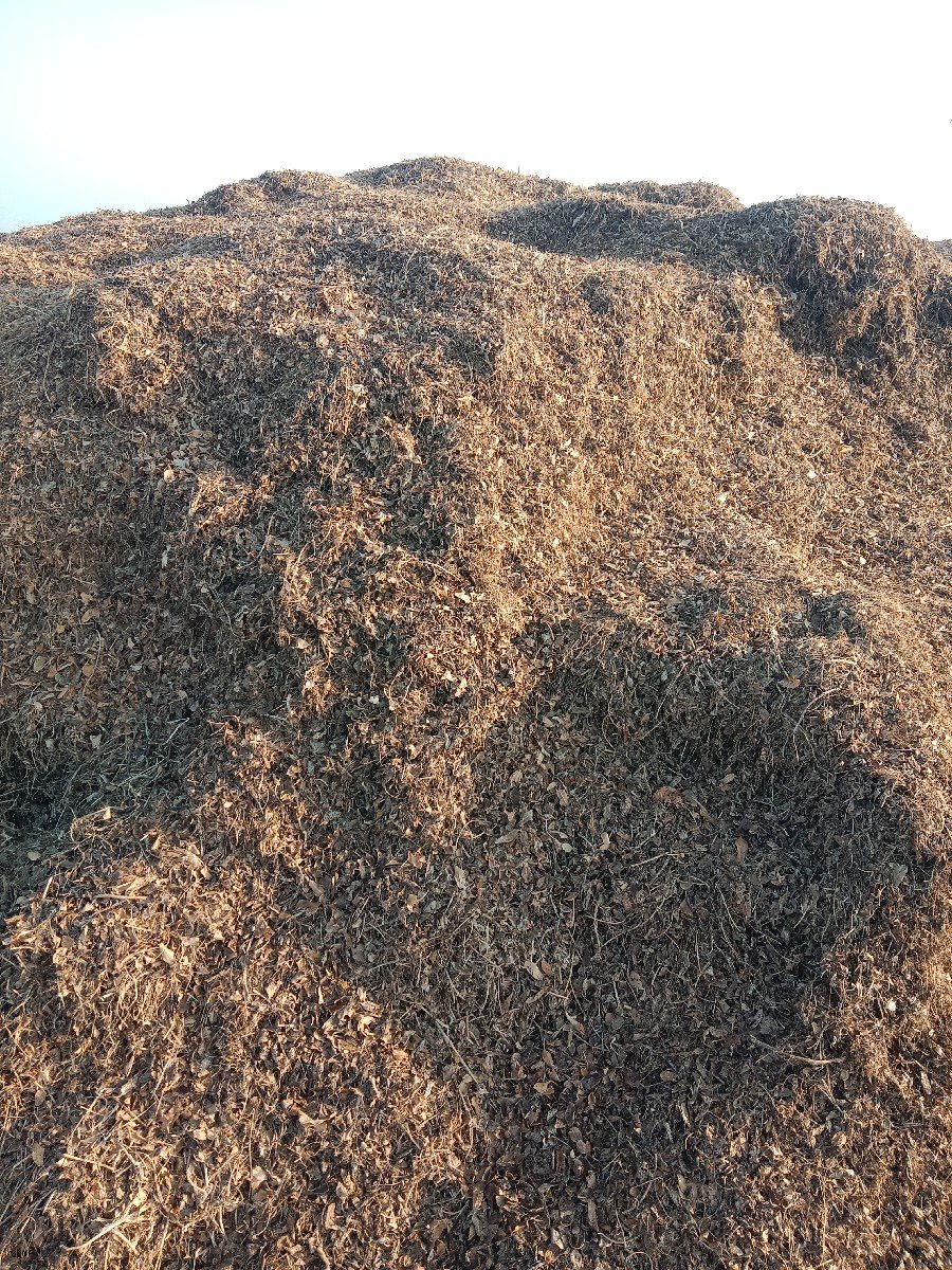 માંડવી નો ભૂકો વેચવાનો છે