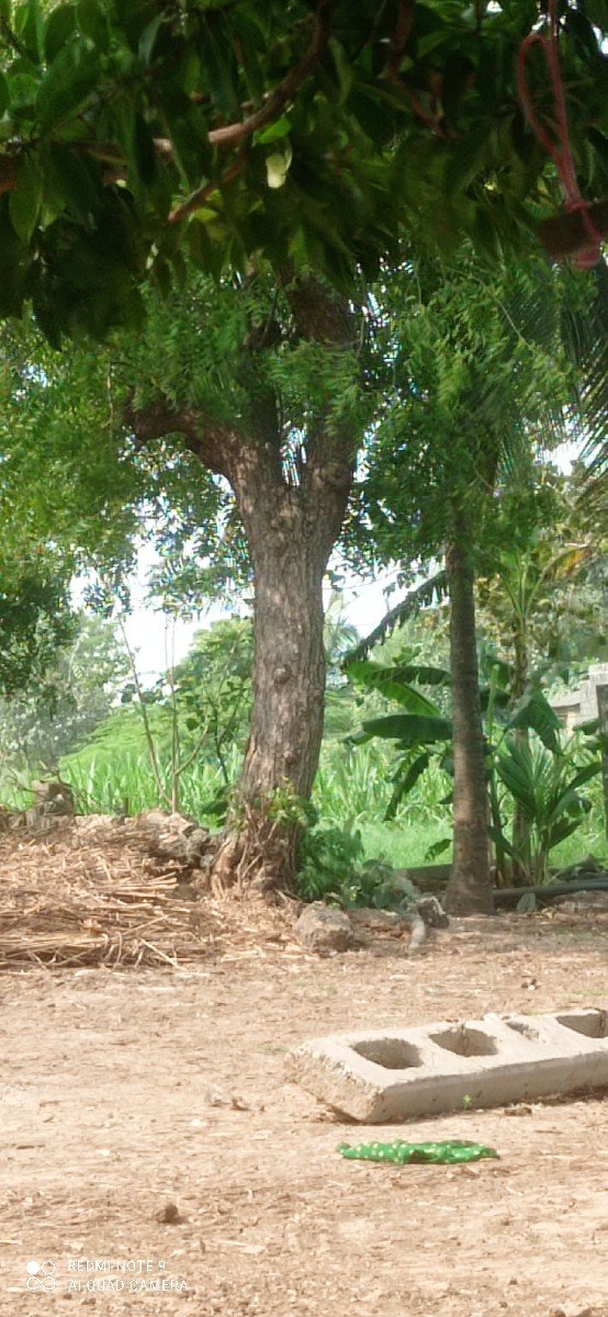 લીમડાના ઝાડ વેચવાના છે