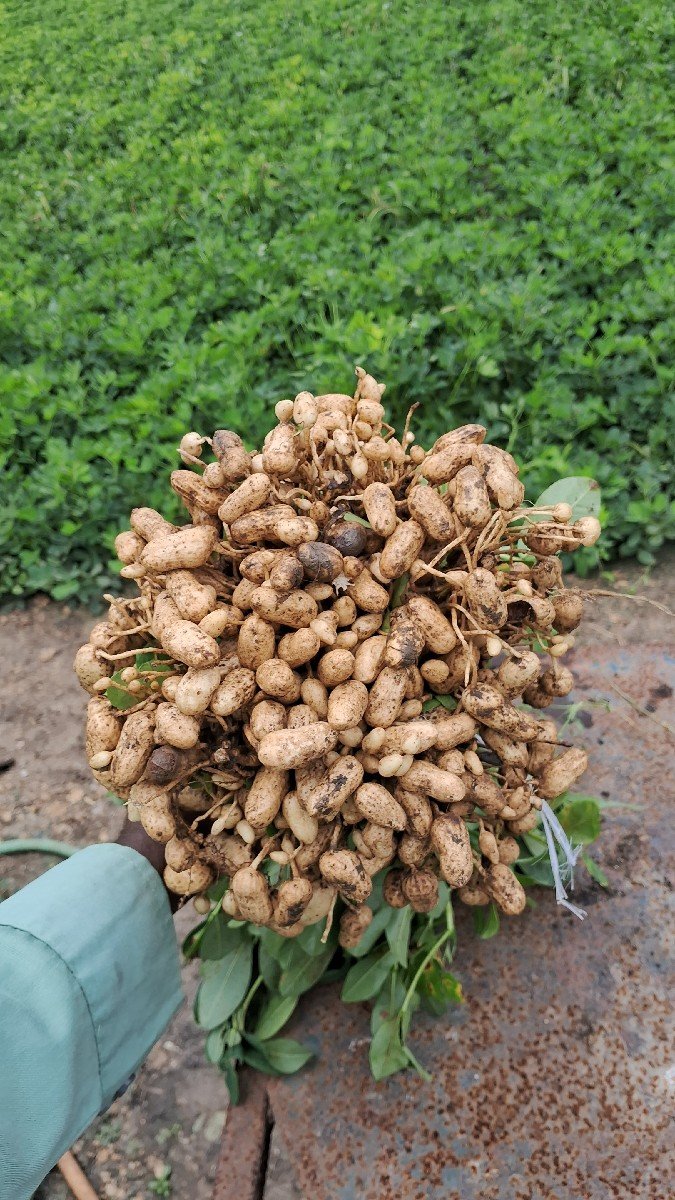 GG-35 (સોરઠ ગોલ્ડ )મગફળી