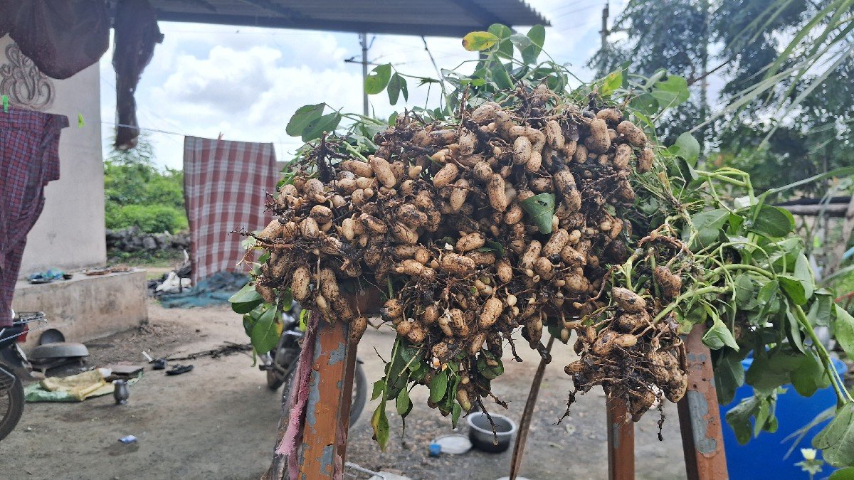GG-35 (સોરઠ ગોલ્ડ )મગફળી