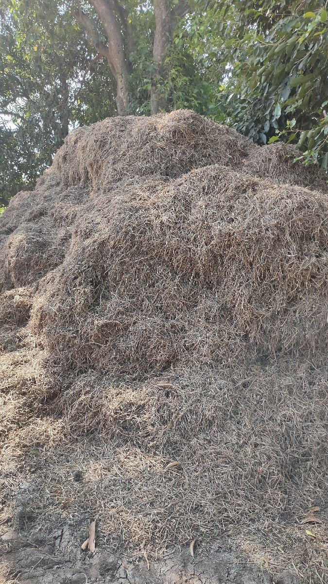 માંડવી નો ચારો વેચવાનો છે.