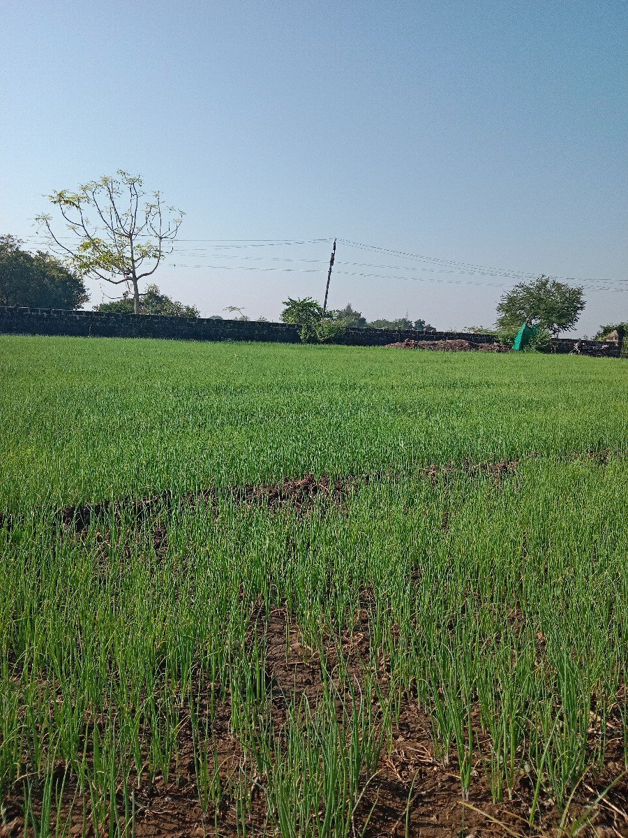 બિયારણ, ડુંગળી રોપ