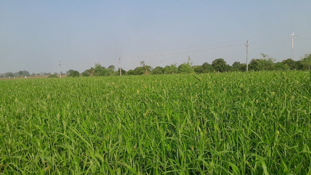 ઘુધરી વેચવાની છે  5 વીઘા  લિલી