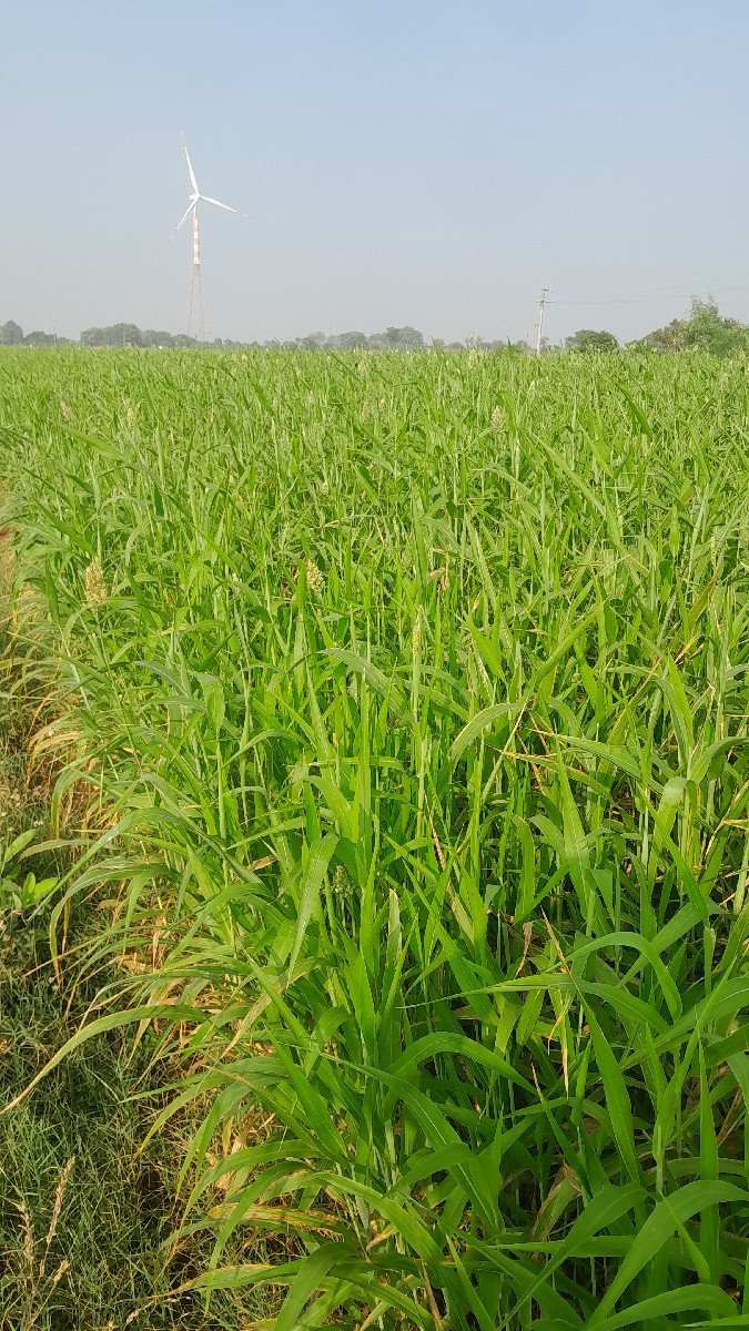 ઘુધરી વેચવાની છે  5 વીઘા  લિલી