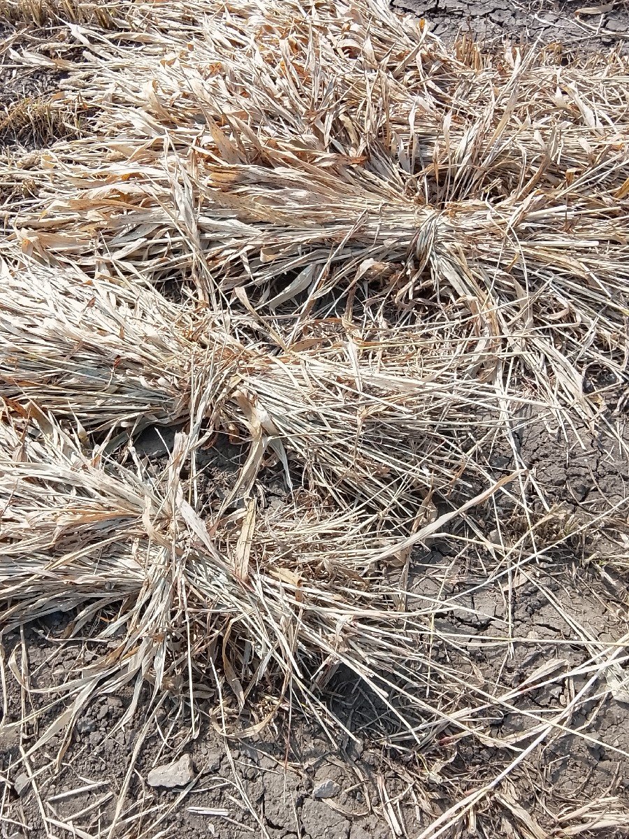 જુવાર નાપુરા