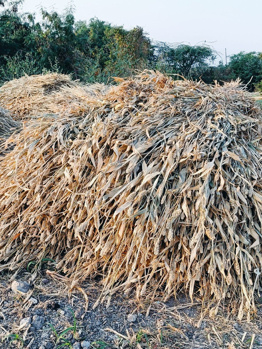 જવારની સાર વેચવાની છે