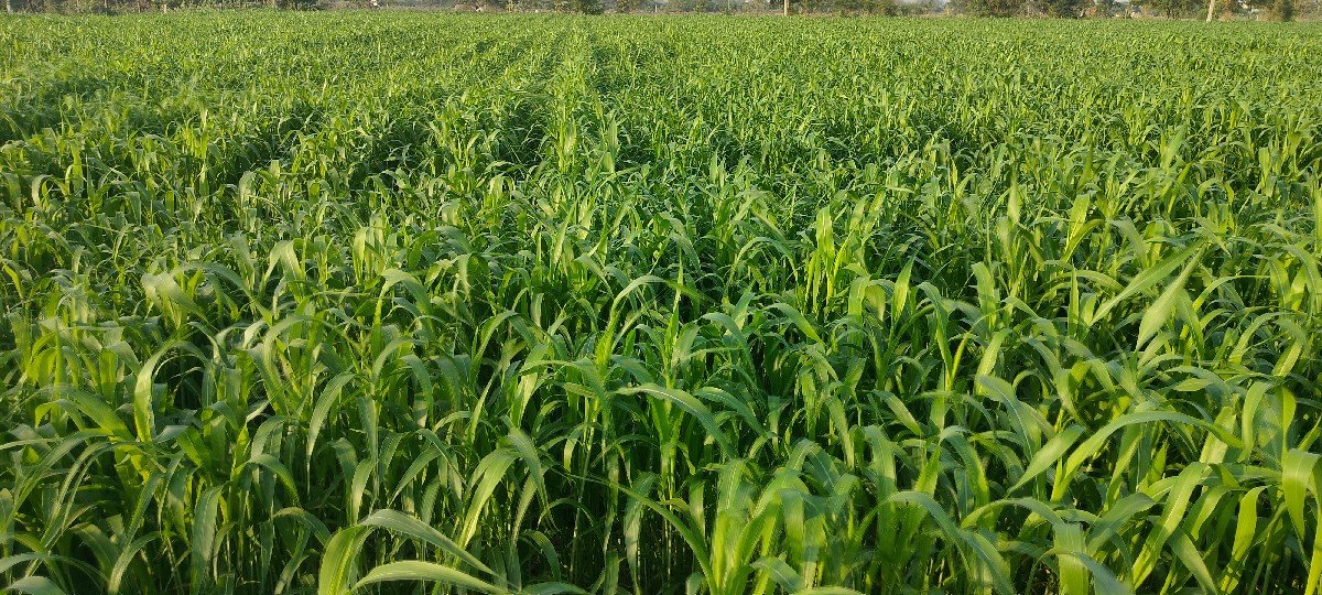 જુવાર છે વેચવાની