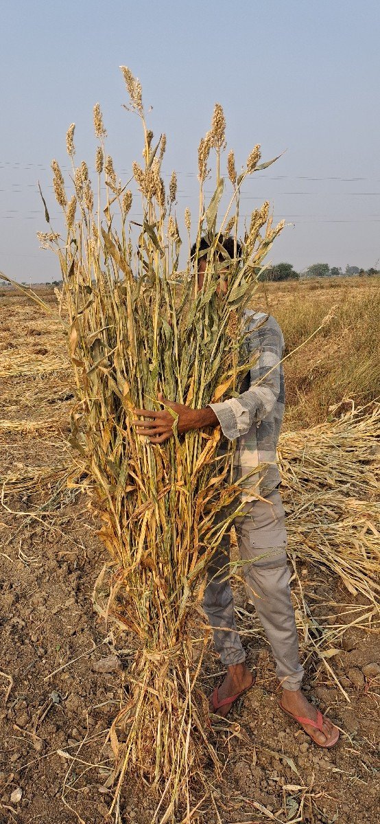 જુવાર ની નીરણ