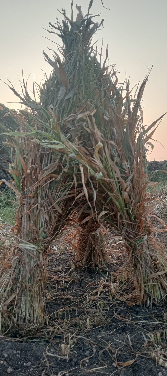 લીલવનીની સાર વેચવાનીસે