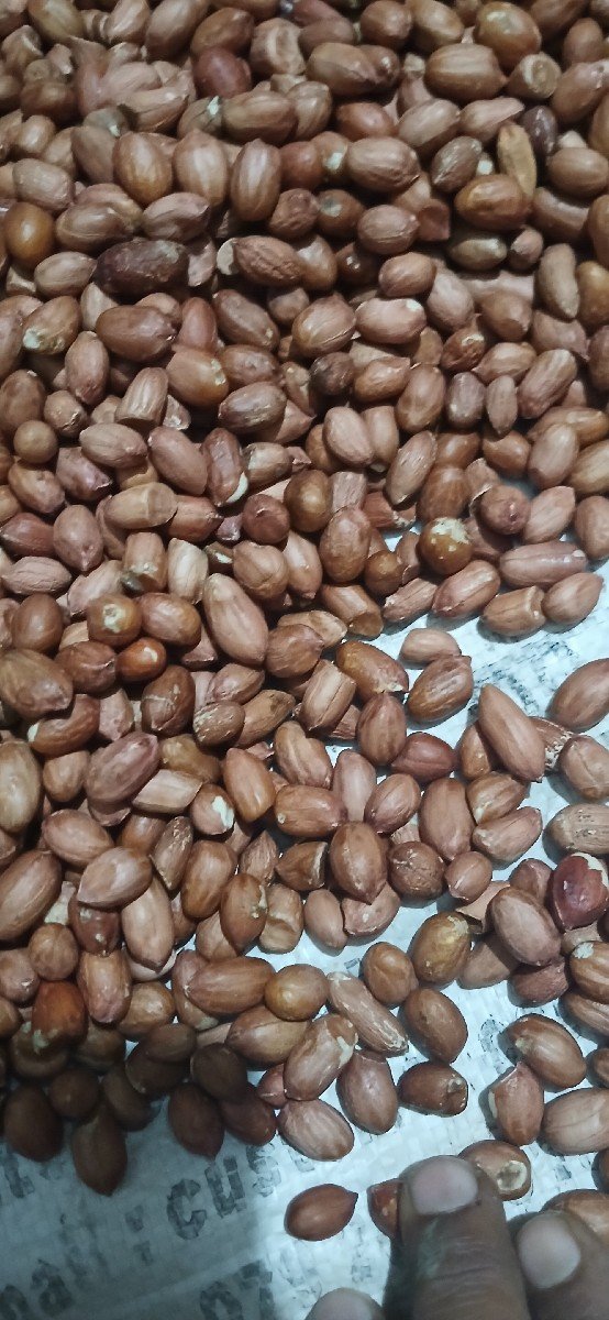 બિયારણ