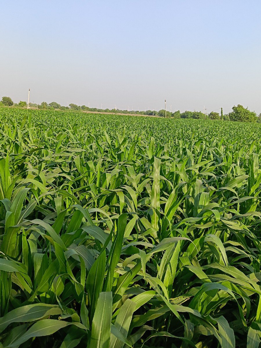 ચરા માટે મકાઈ વેચવા ની છે.