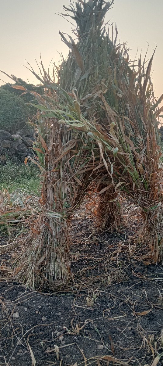 લીલવનીની સાર વેચવાનીસે