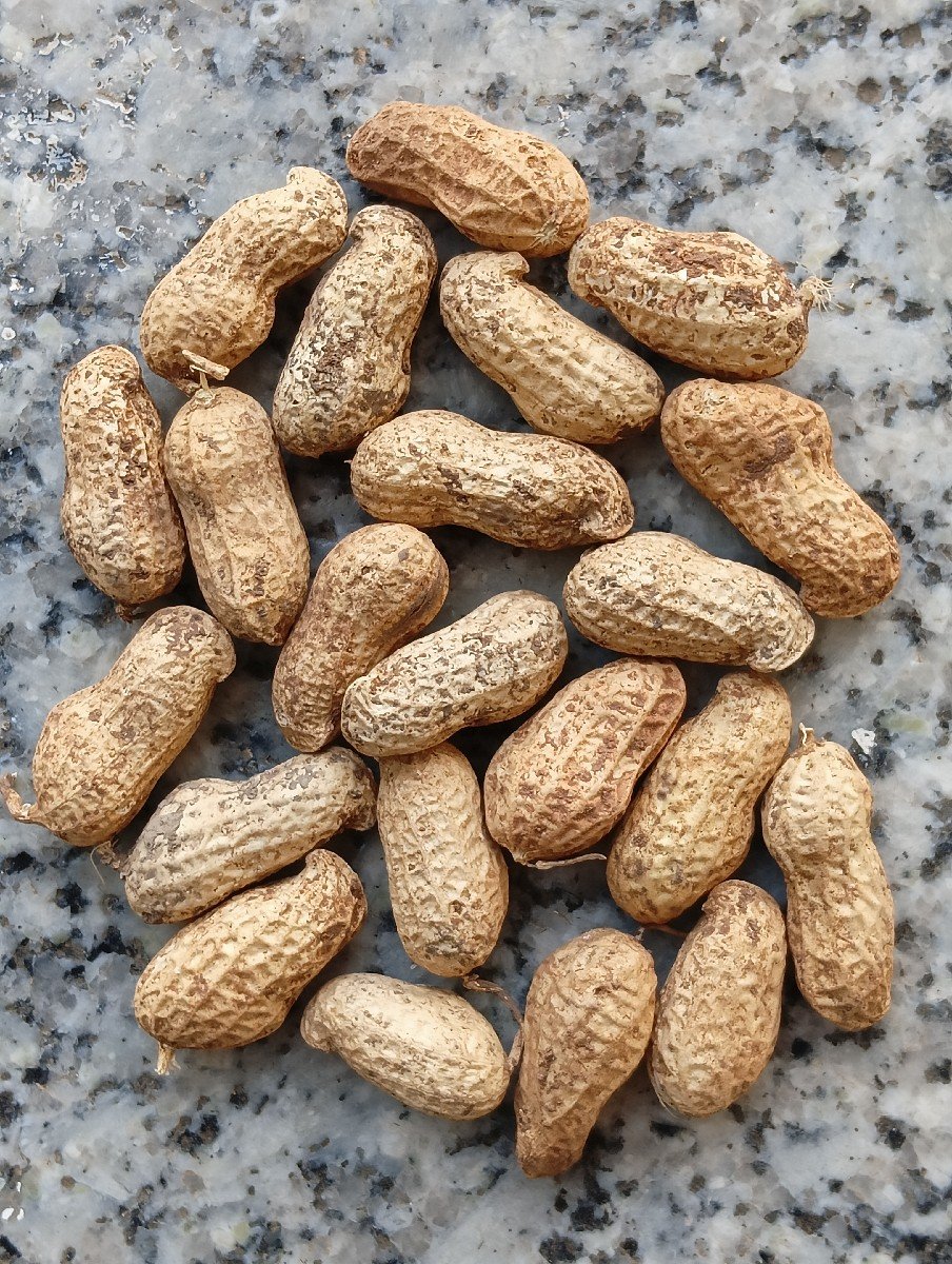 જી ૨૦ મગફળી  બિયારણ મા વેચવાની છે