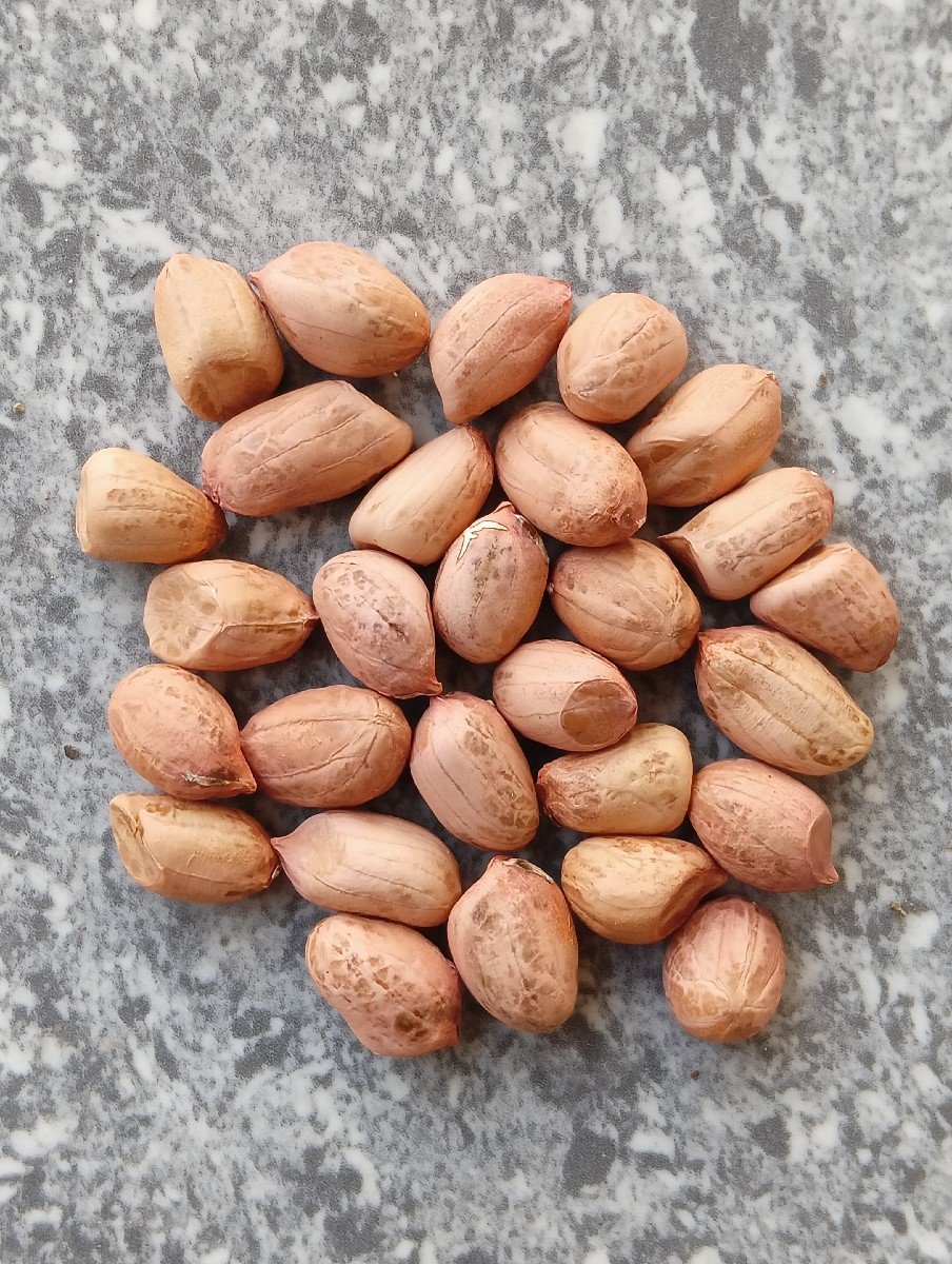 જી ૨૦ મગફળી  બિયારણ મા વેચવાની છે