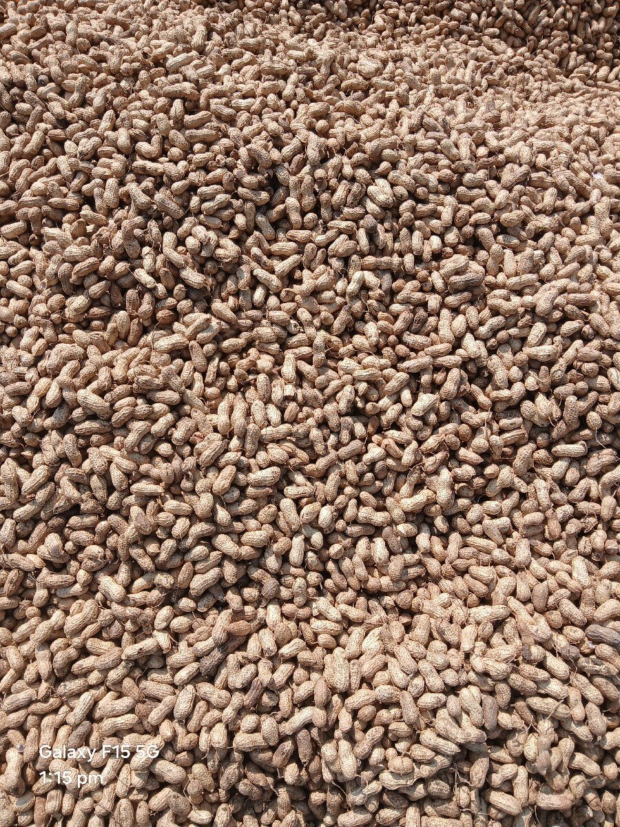 બિયારણ   છે