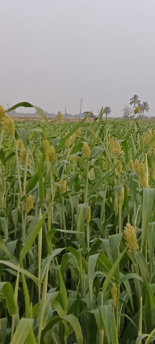 લીલું