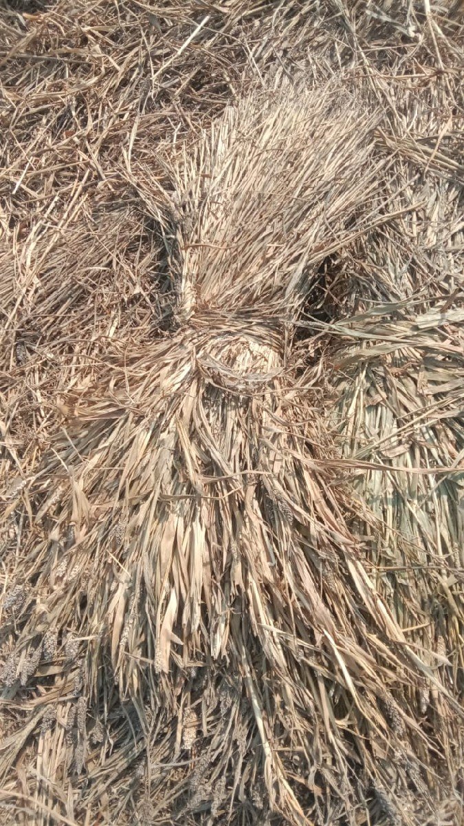 sukeli