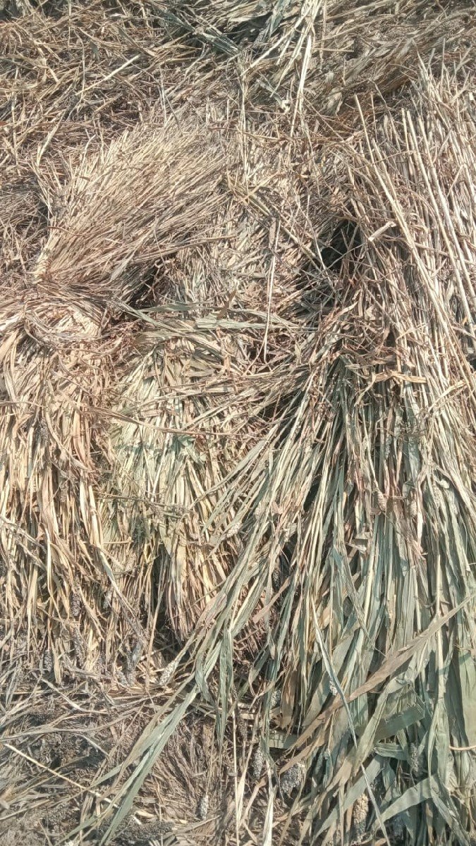 sukeli
