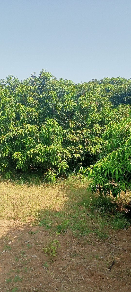 500 જાડ આંબા ના હીજારો