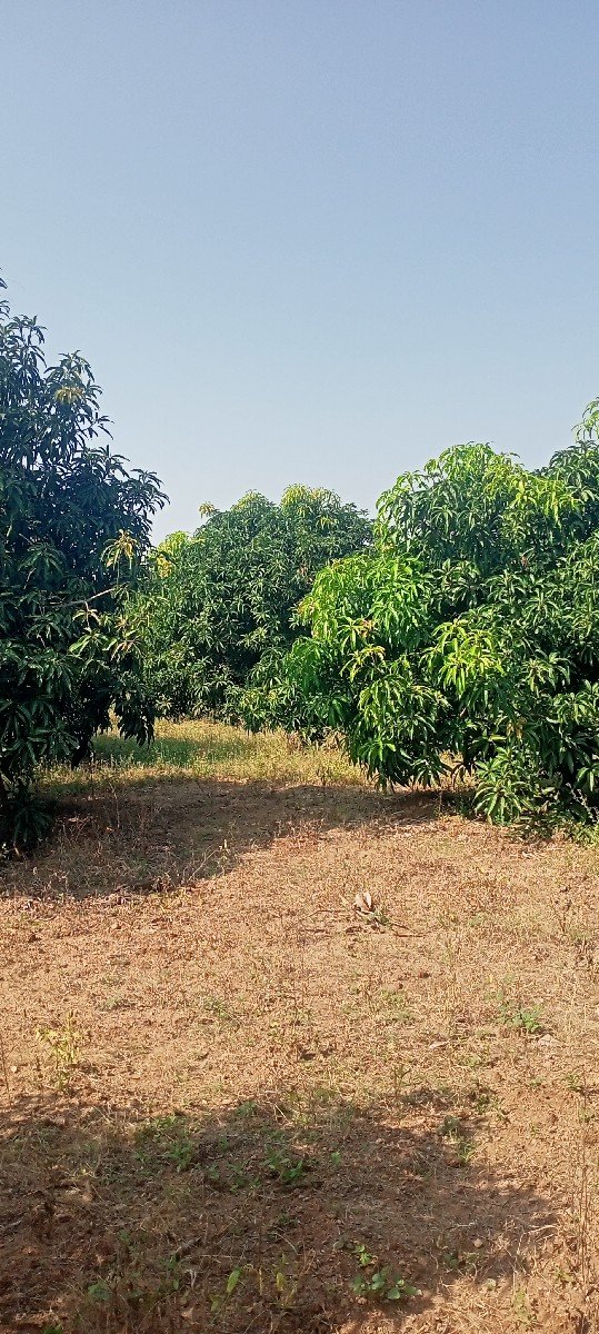 500 જાડ આંબા ના હીજારો