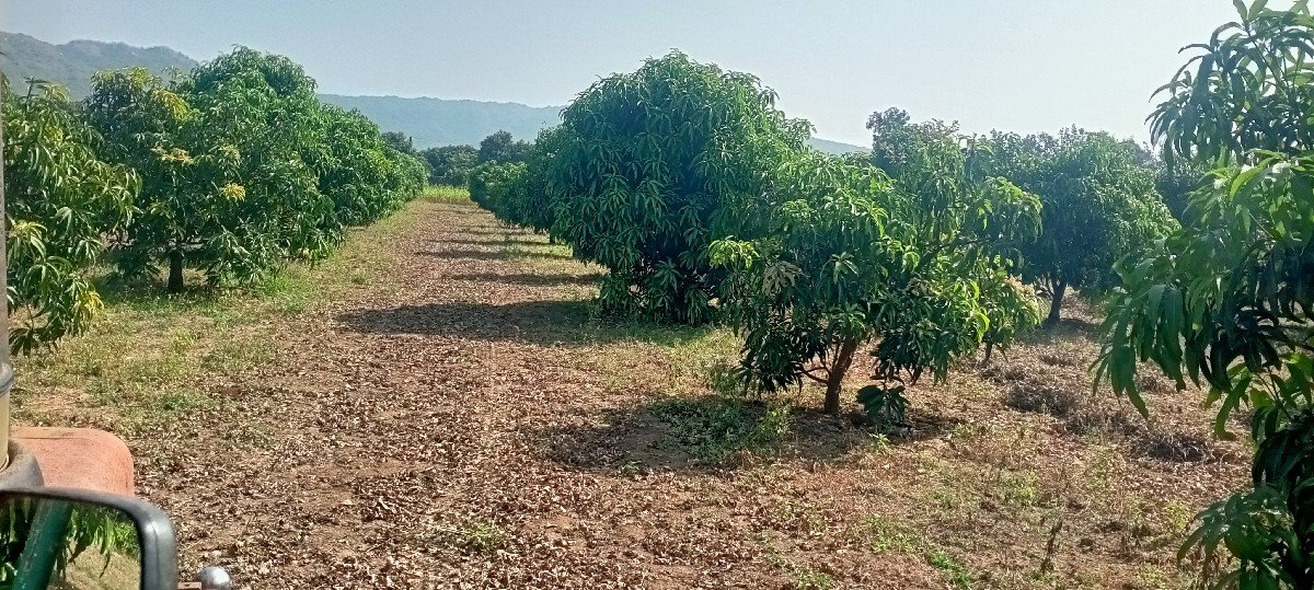 500 જાડ આંબા ના હીજારો