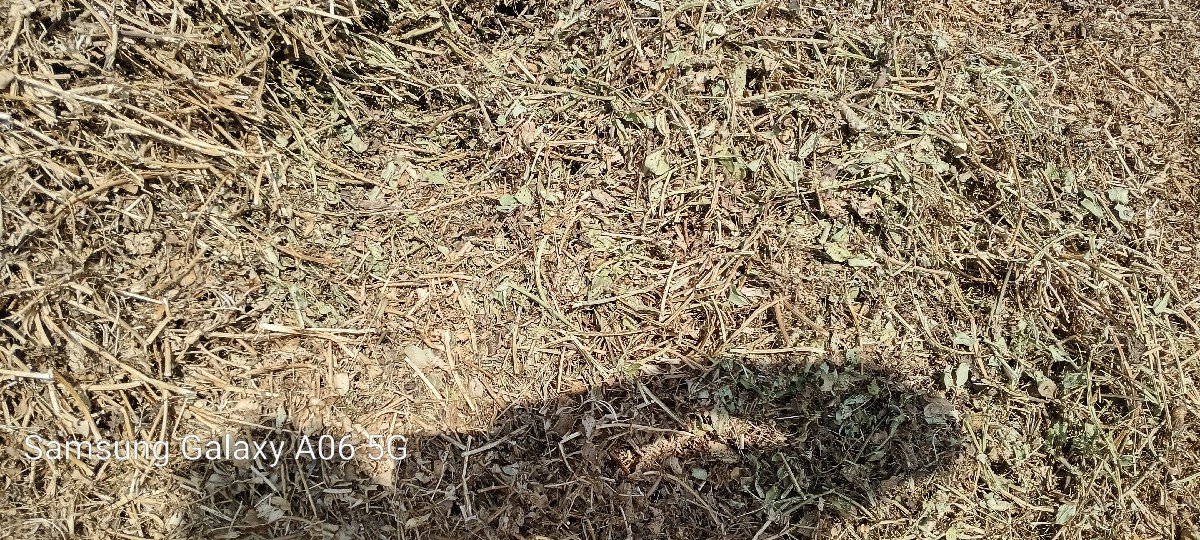 22 નંબર માનવી નો ચારો સાવ કોરો