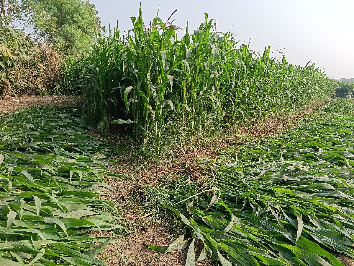 ચારા માટે મકાઈ વેચવા ની છે.