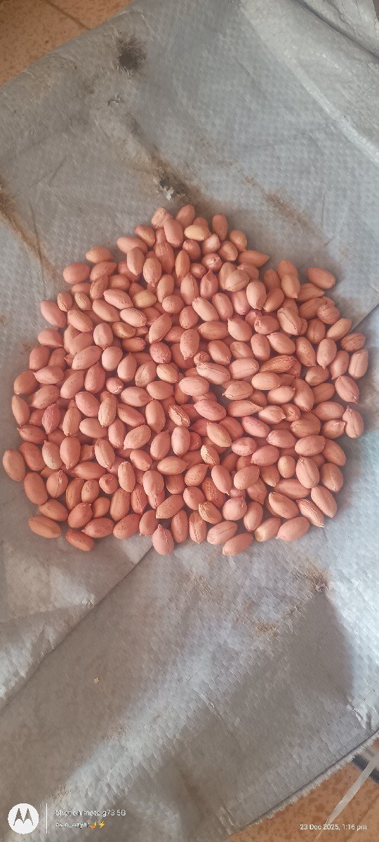 બિયારણ વેચવા નું છે