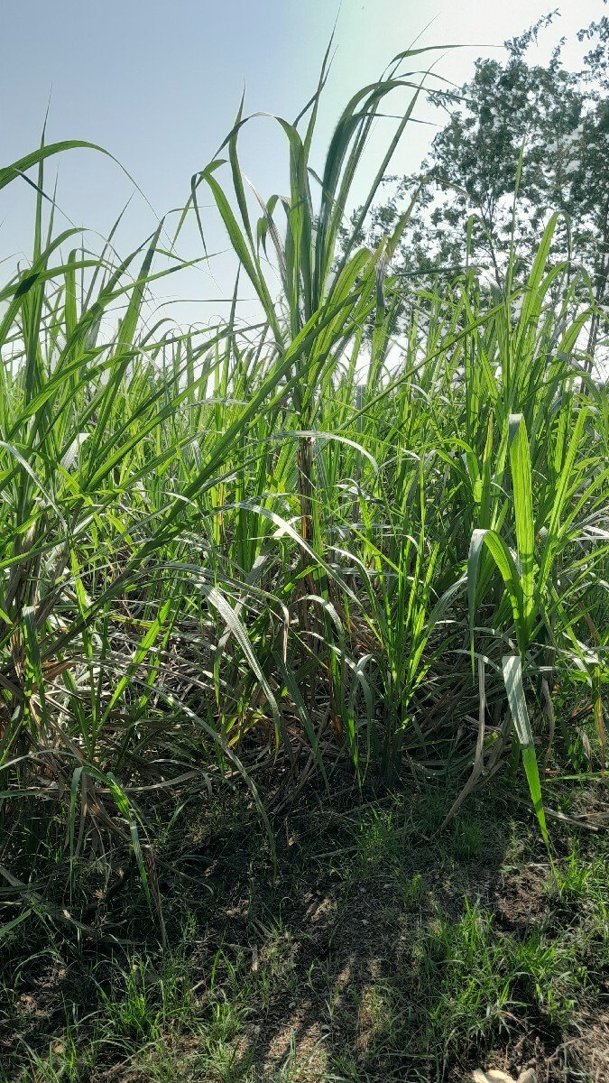 શેરડી વેચવાની છે