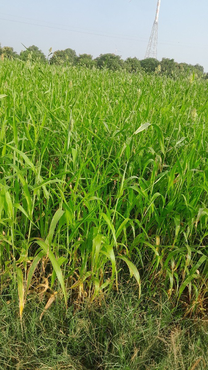 ઘુધરી વેસવાનીછે લીલી