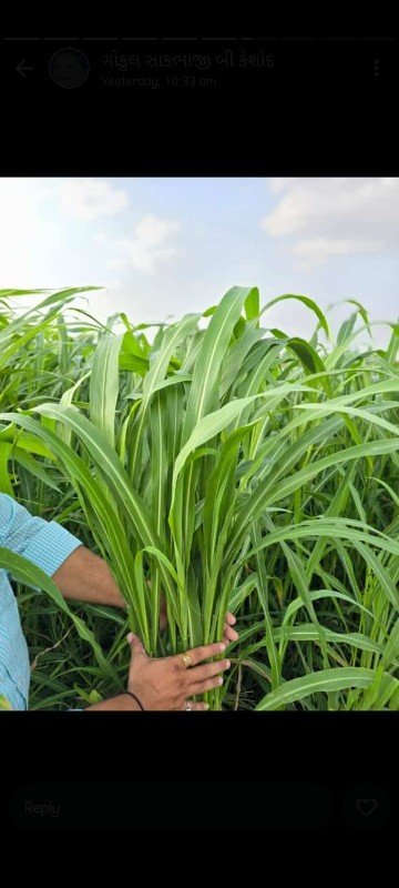 વાઢવાળી જુવાર નુ બી વેચવાનું છે