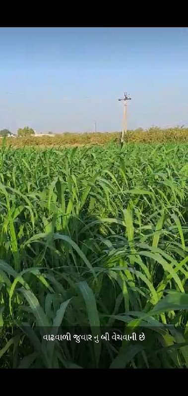 વાઢવાળી જુવાર નુ બી વેચવાનું છે