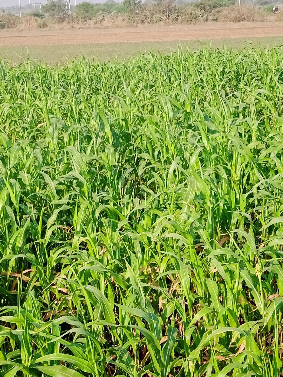 ઘુધરી