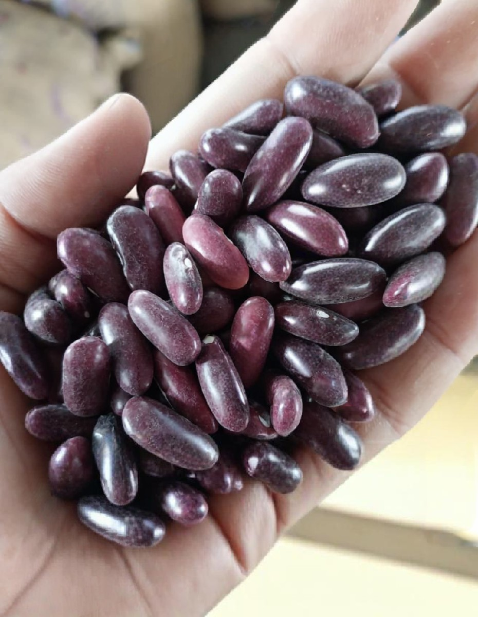 રાજમા